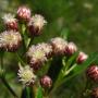 Mulefat (Baccharis salicifolia): A native shrub about 6' tall which grew next to the creek.